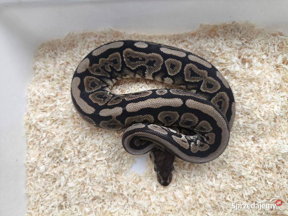 Pyton królewski samica 210 Boruja Kościelna