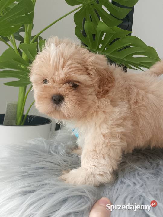 Ostatni piękny piesek Shih Tzu szuka domku opolskie Namysłów