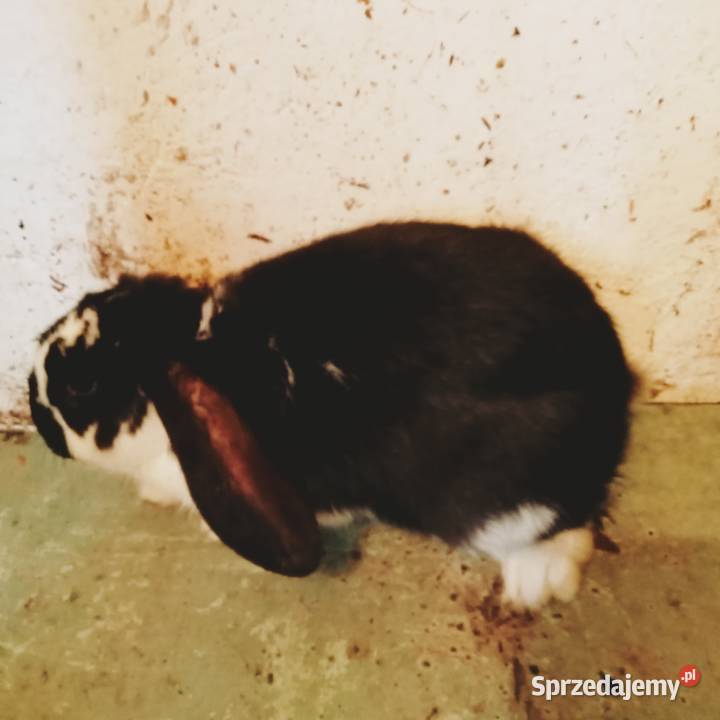 Sprzedam królika samca dobrego do zakacania Trzepnica