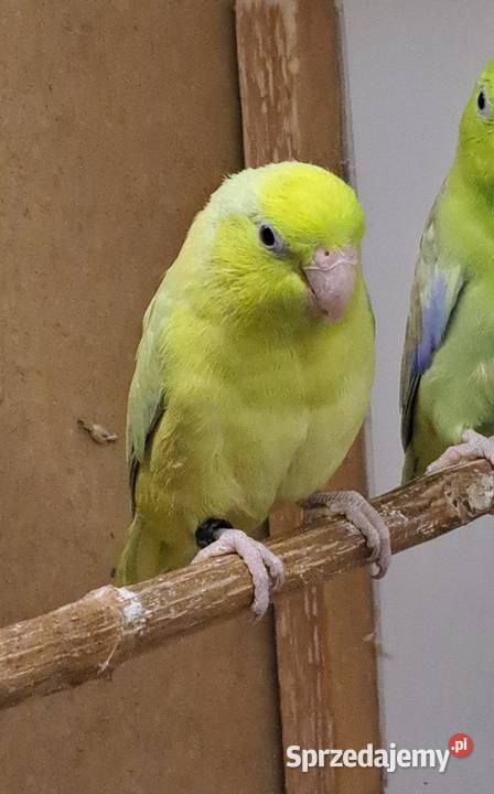Sprzedam papugi Ptaki Przeworsk