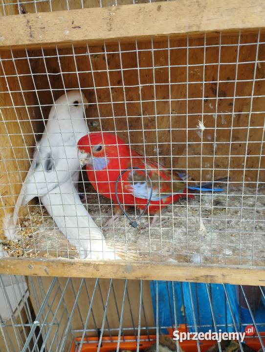 Rozelle królewskie para 1 Nowe Miasto-Folwark