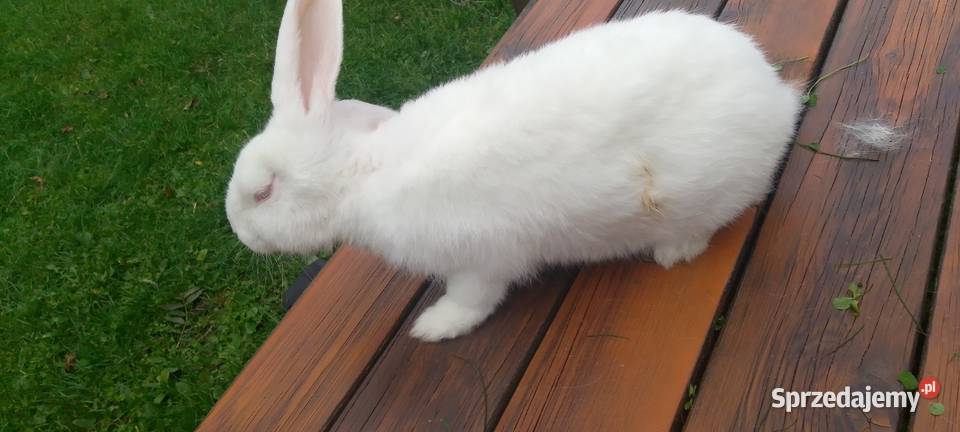 Sprzedam króliki hodowlane udomowione i na mięso Straszewo