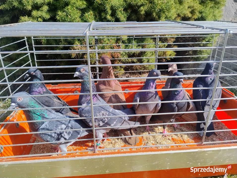 Gołębie Ozdobne różne gatunki Blachownia sprzedam