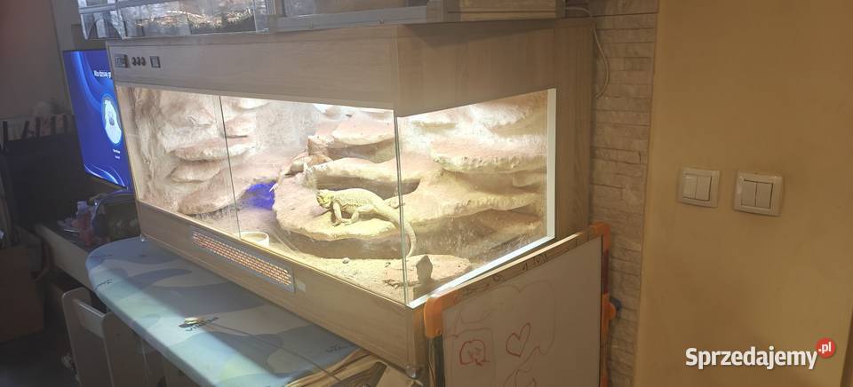 Terrarium z Agamami Warszawa sprzedam