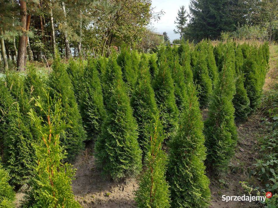 Tuja szmaragd Thuja szmaragd smaragd lubelskie Kurów