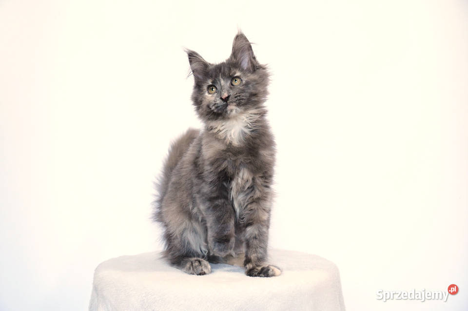 Koteczka niebieska Maine Coon