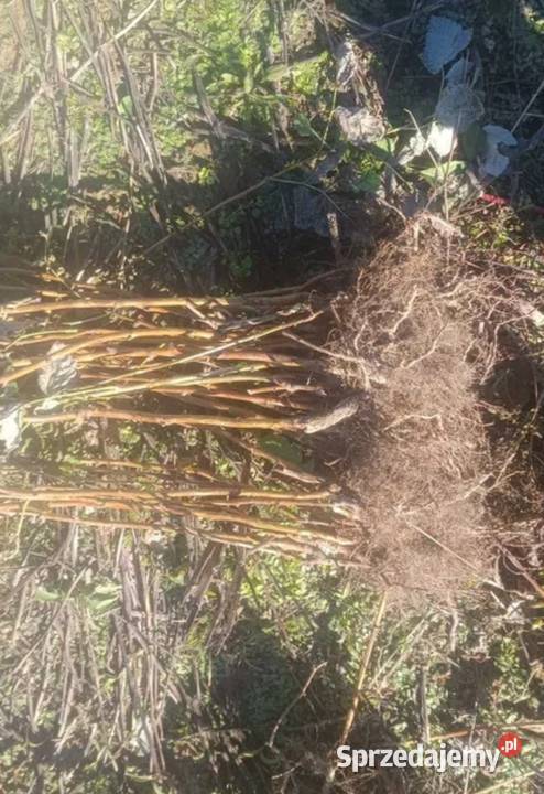 Sadzonki malin krzaki Szastarka