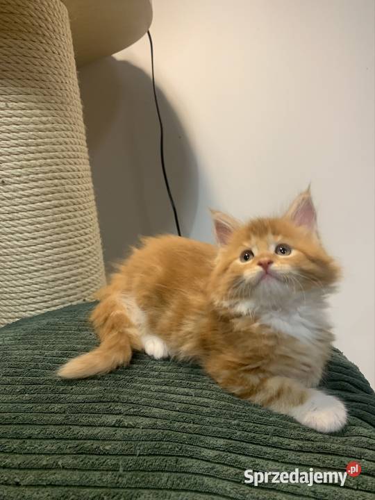 Kocica Maine Coon ruda z białym klasycznie Warszawa