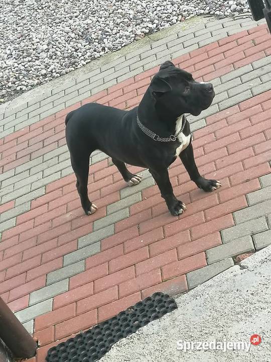 Sprzedam szczeniaczki pit Bull Suraż