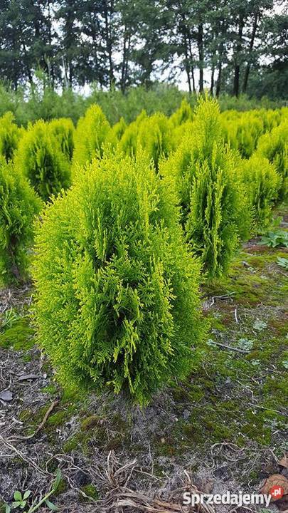Thuja Aurea Nana 6070 jasnozielona PRODUCENT Rydzyny