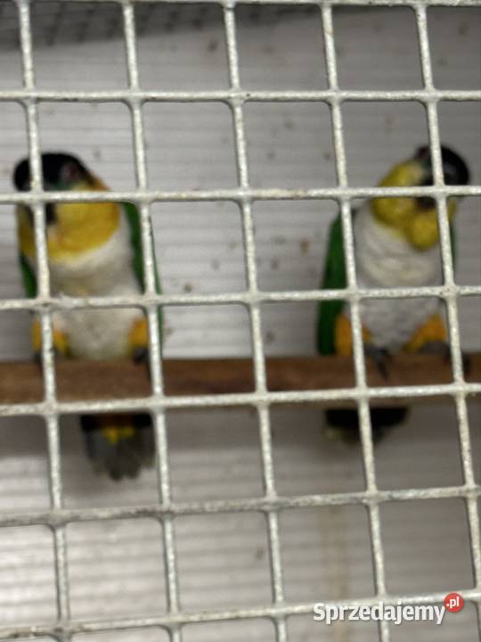 Barwinki czarnogłowe pary lęgowe 1 sprzedam