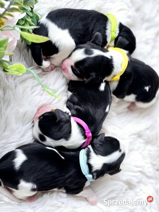 Piesek przebadanych genetycznie rodzicach Nowy Sącz