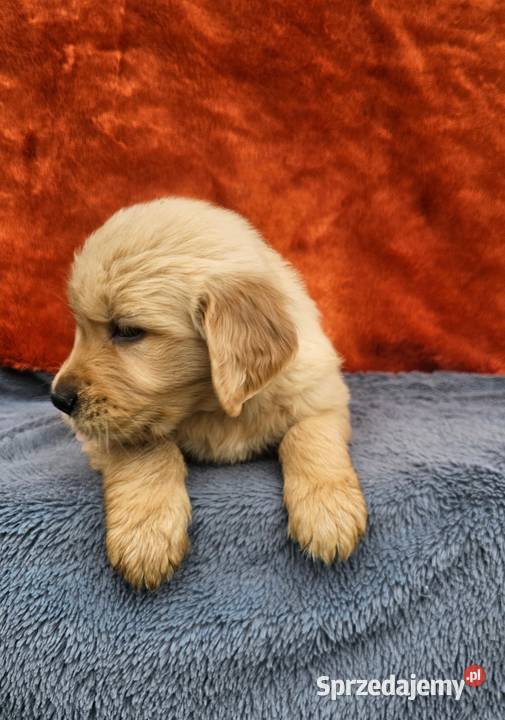 Golden Retriever złoty szczeniak Polesie