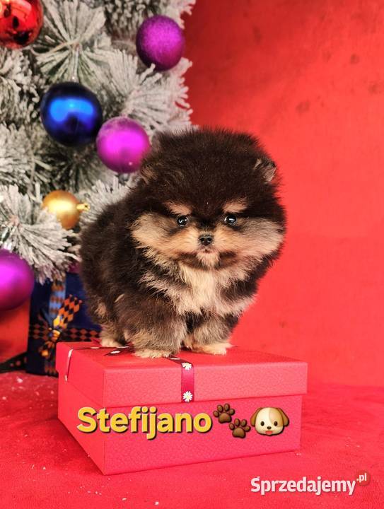 Pomeranian Boo Szczenięta w kolorze CHOCOLATE Walentynów sprzedam