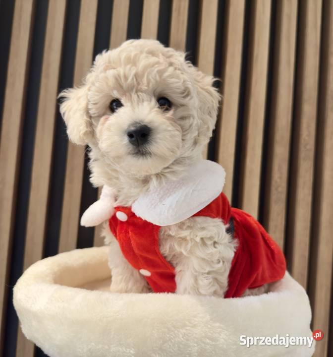 Piesek Bichpoo Zalesie Górne