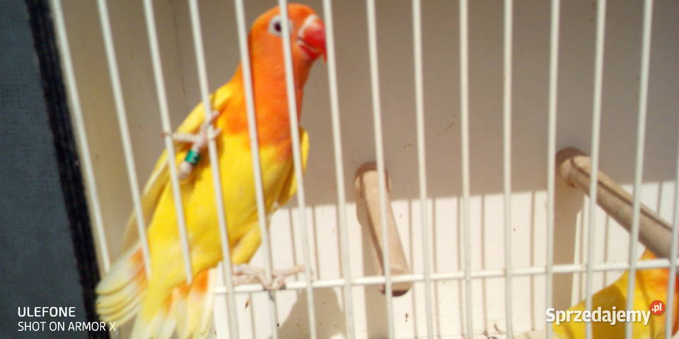 Nierozłączki Fischera Nowy Sącz