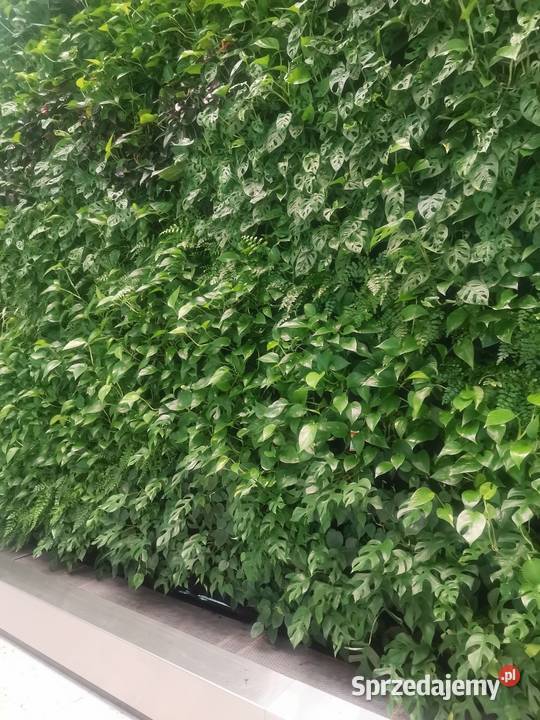 Ogrodnik domowybiurowy Pogotowie roślinne mazowieckie Warszawa