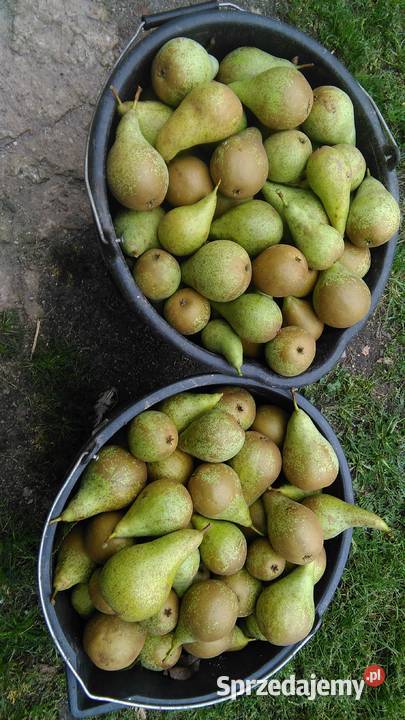 Topinambur Słonecznik bulwiasty opolskie Wronów