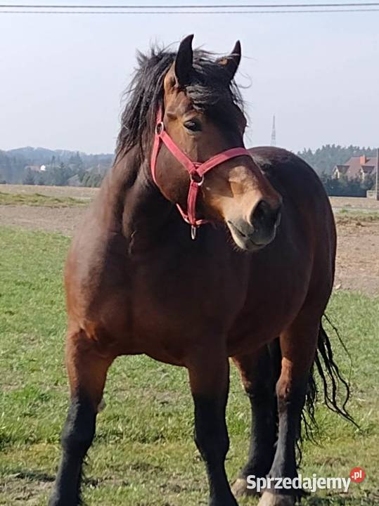 klacz zimnokrwista z ogierkiem 5 miesięcznym kujawsko-pomorskie Skórzno