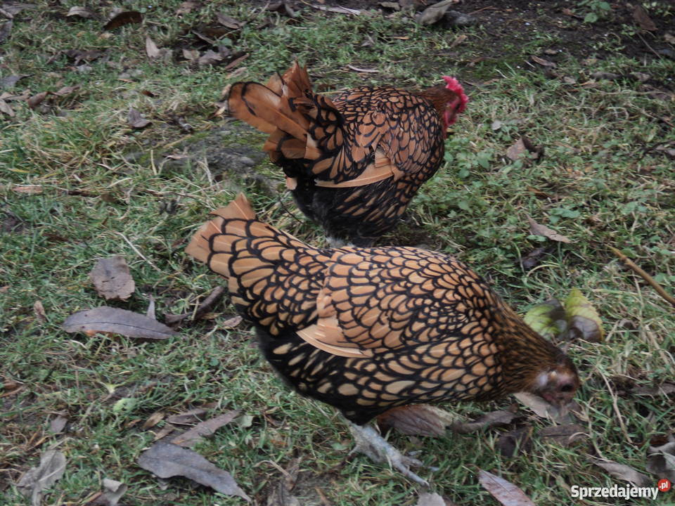 Sebrytki złoteparki Biadoliny Radłowskie