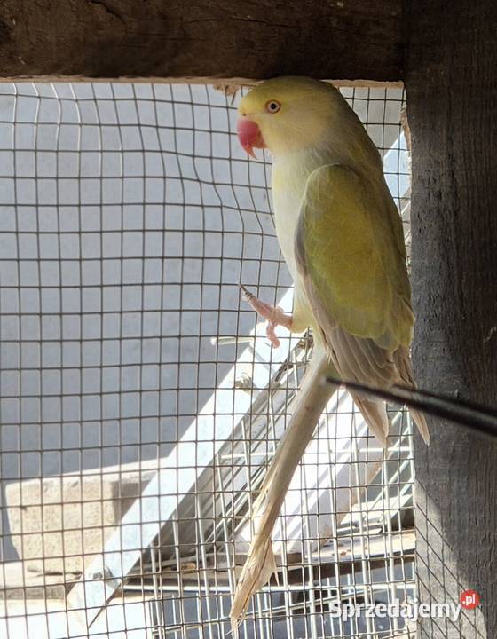 Aleksandretta Obrożna lubelskie Motycz