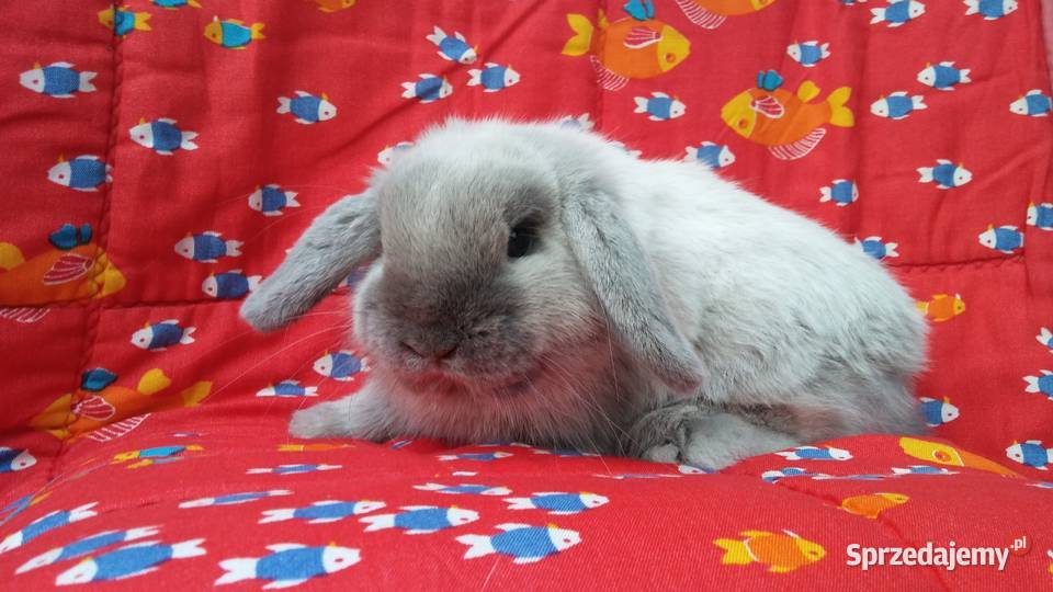 Mini Lop seal point rasowe Kraków Hodowla