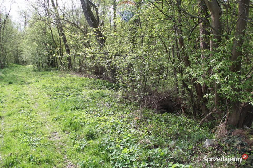 Kompleks działek w miejscowości Skomielna Biała małopolskie