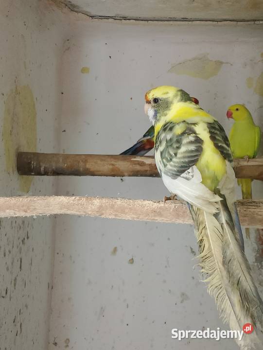 Rozelle szeki opolskie Strzeleczki