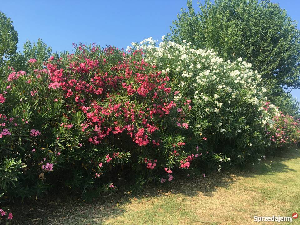 Żółty oleander Szczepki