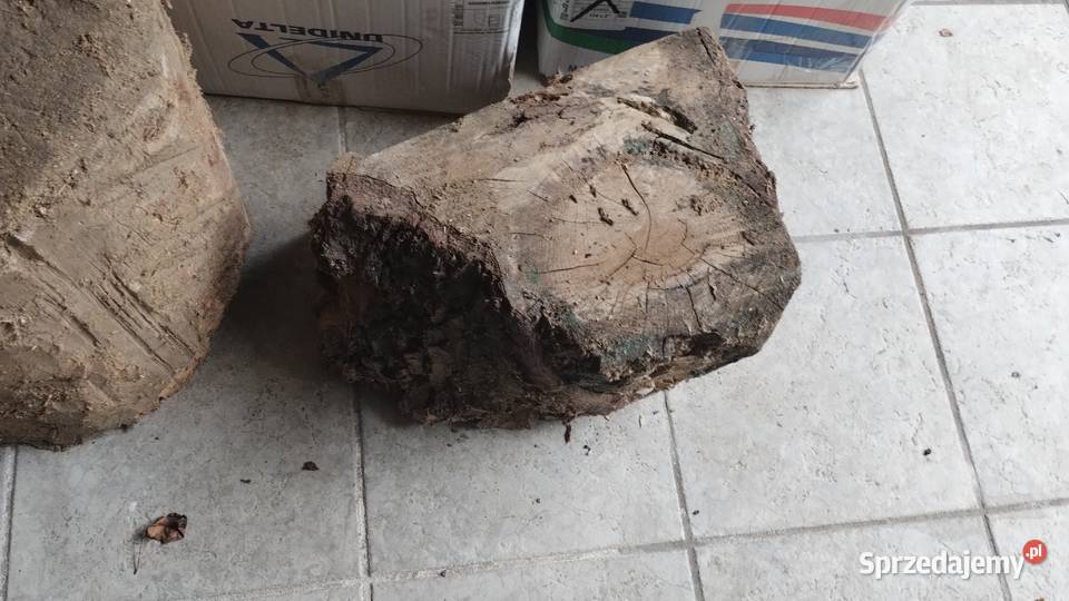 drewno opałowe kominkowe drzewo pienki Poznań