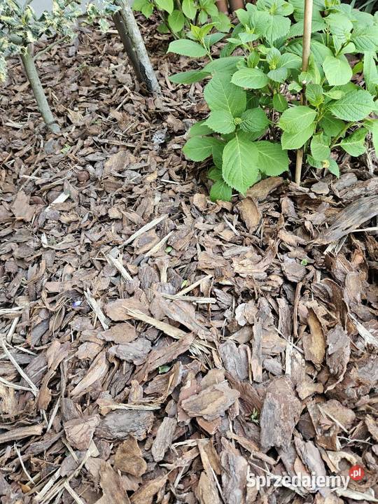 Kora sosnowa gruba 80L Skała