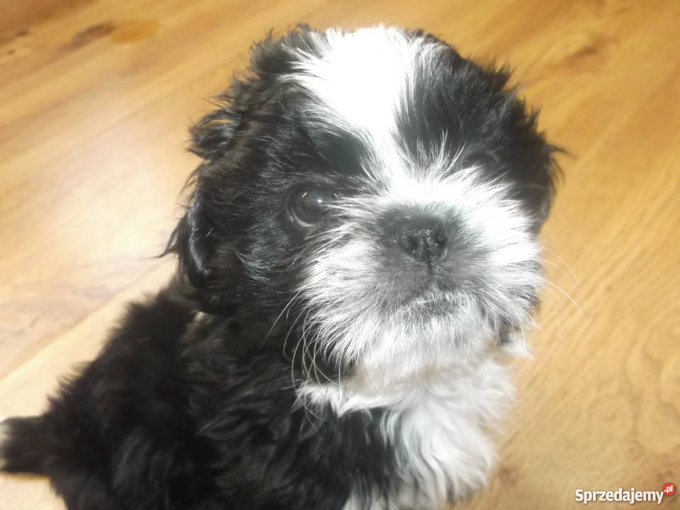 shih tzu łódzkie Katarzynopole