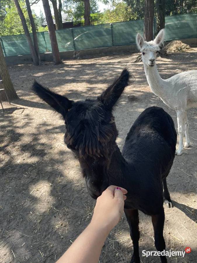 Alpaki Suri Huacaya samica i 2 samce Warszawa