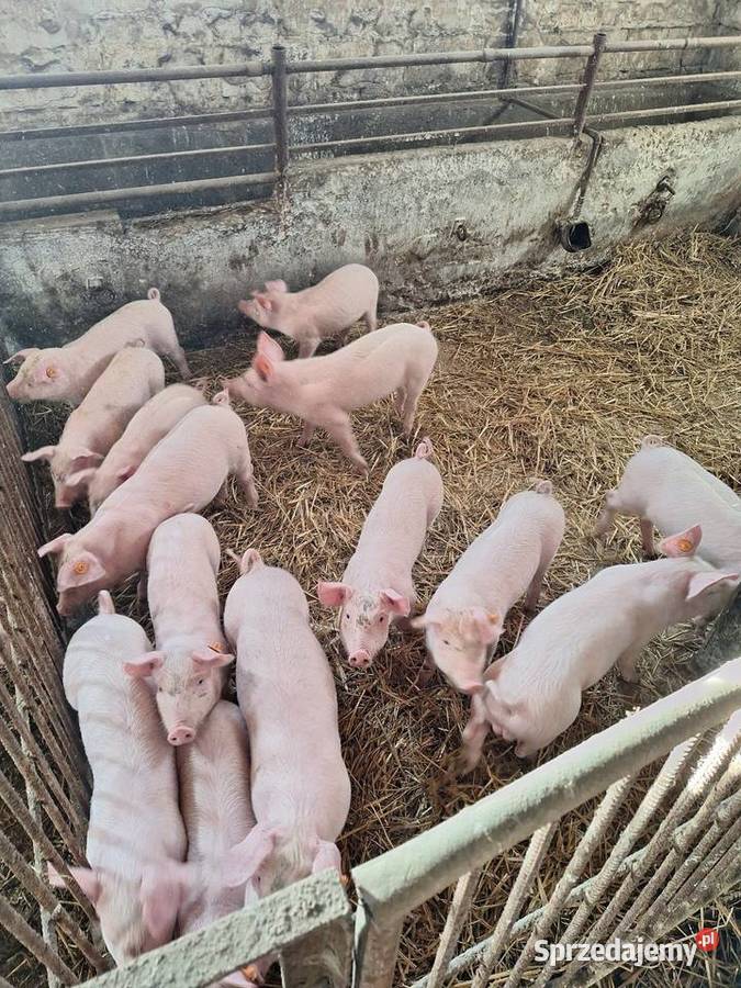 Trzoda chlewna Czerników Karski