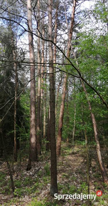 Sprzedam Las 4ha 6m2 Białej Podlaskiej lubelskie Biała Podlaska