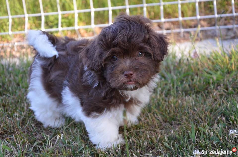 HAWAŃCZYK piesek Orlando piękny wyjątkowy