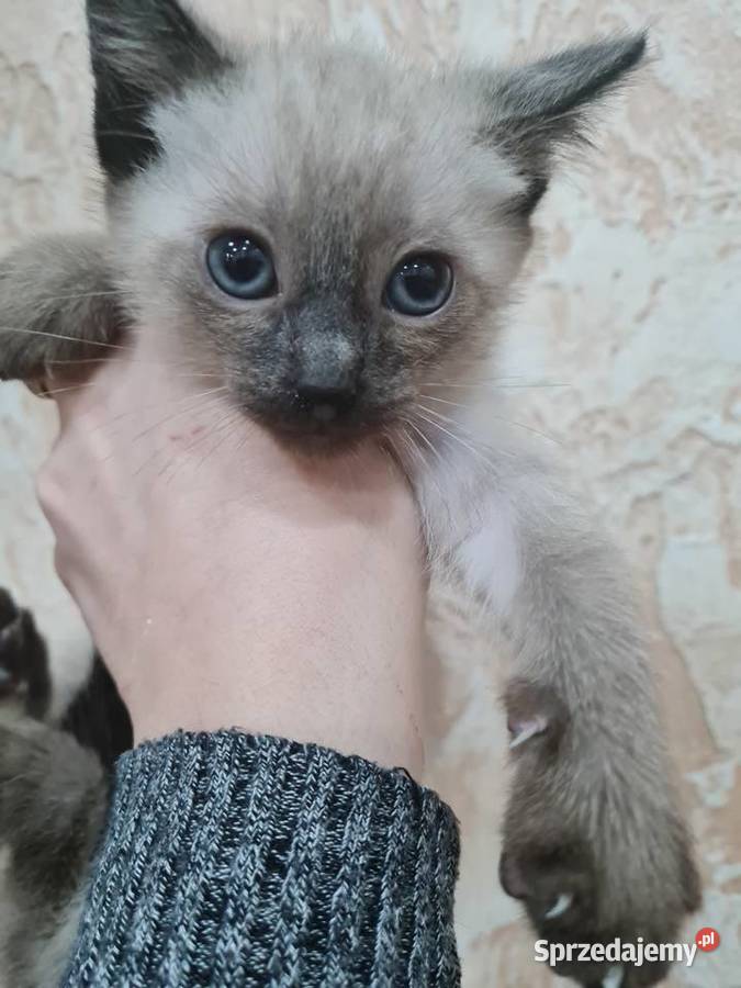 Kociaki Syjamskie do rezerwacji Lipno