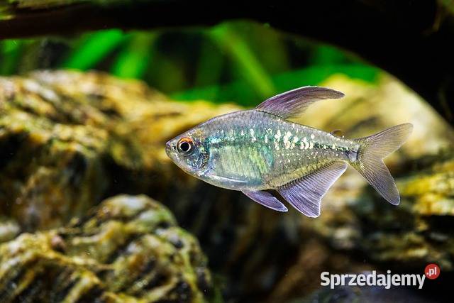 Błyszczyk brylantowy Moenkhausia pittieri Ryby