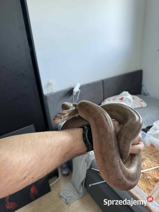 Boa tęczowy samica dorosła wąż Międzyrzec Podlaski