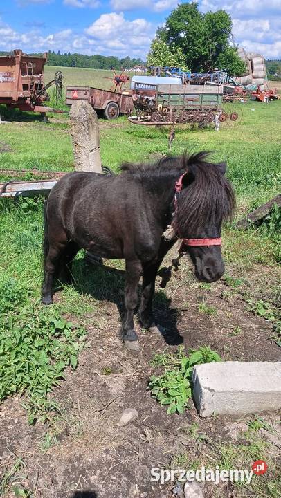 Kucyki sprzedam Bolesławiec sprzedam