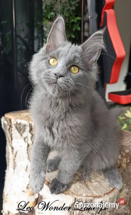 Niebieski Maine Coon FPL pomorskie Gdańsk