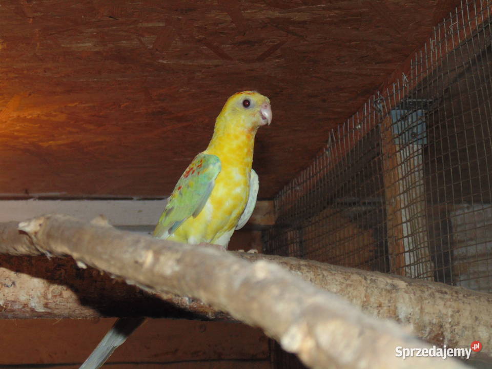 swiergotki Racibórz