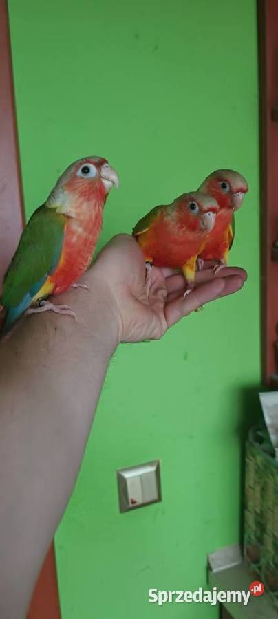 Papugi rudosterki ręcznie karmione Tychy