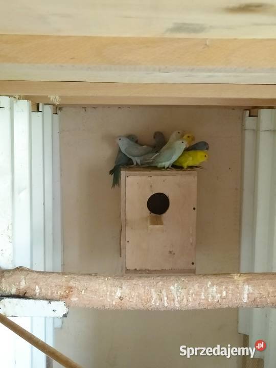 Sprzedam Aleksandręty Ptaki Rakoniewice