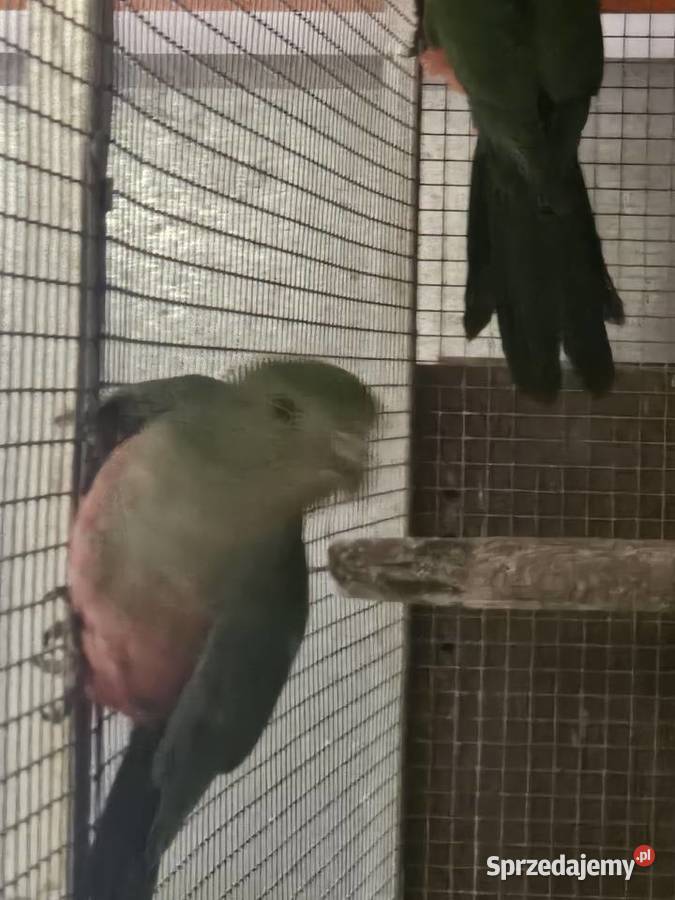 Szkarłatka królewska samiczka kujawsko-pomorskie