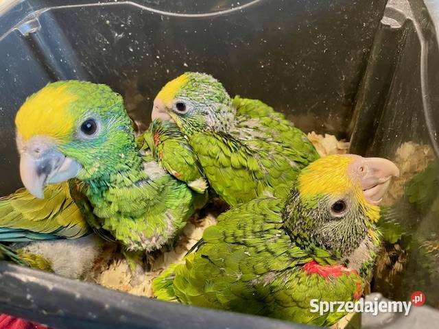 Amazonki oratrix Park Papug Kraków małopolskie sprzedam