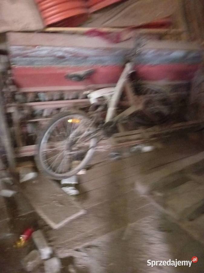 Siewnik konny półtorak Uchanie