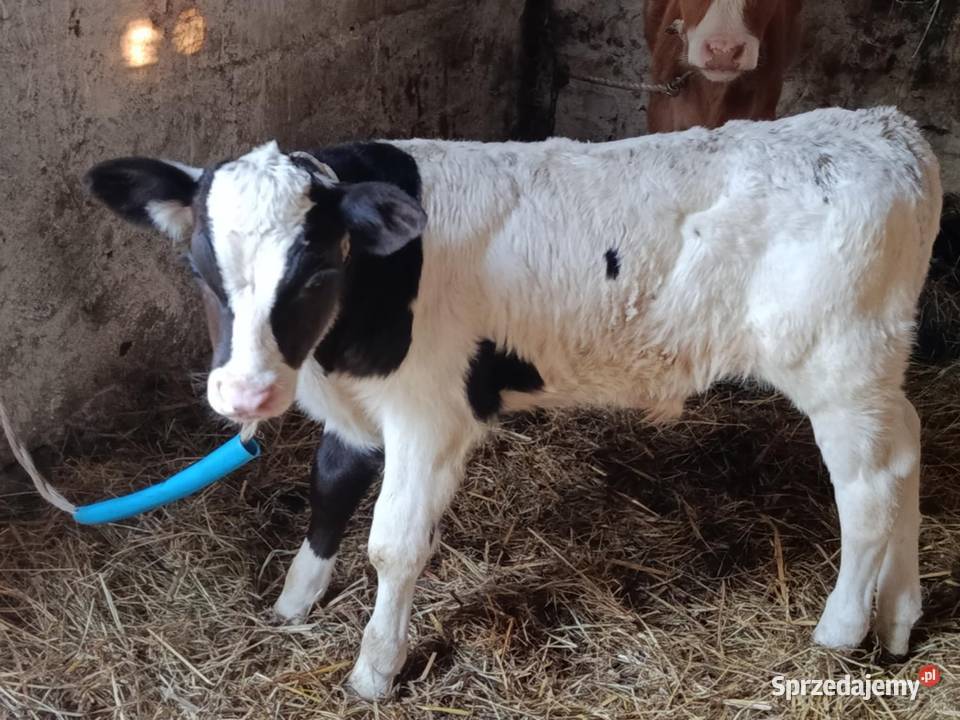 sprzedam dwa byczki Hrubieszów