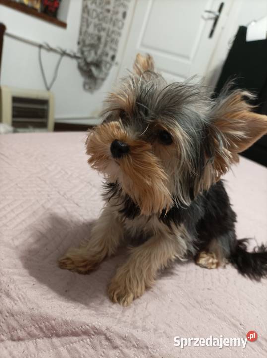 Mini sunia york terrier sprzedam