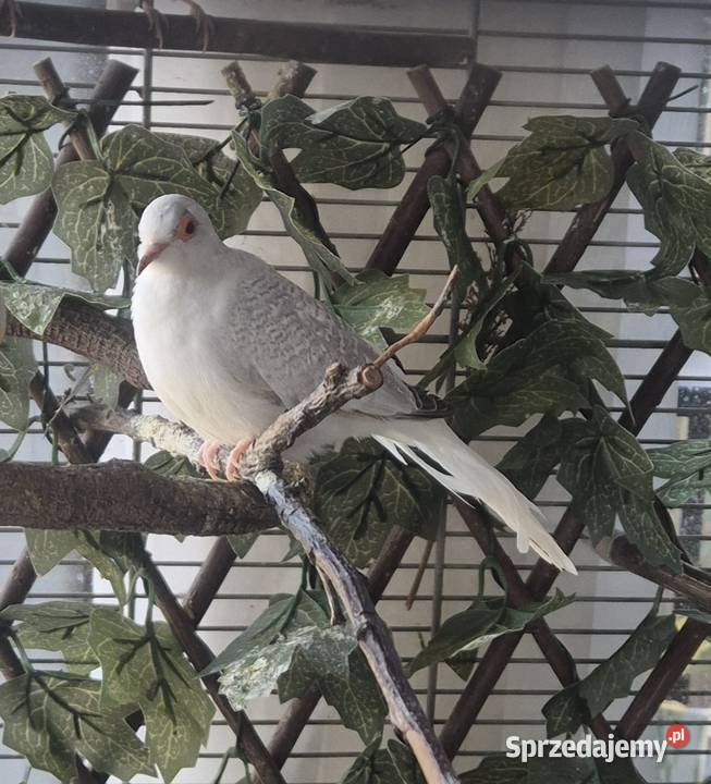 Gołąbek diamentowy Szczecin